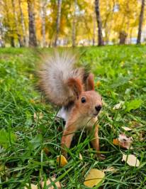 Парк Березовая роща