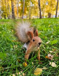 Сосновый бор